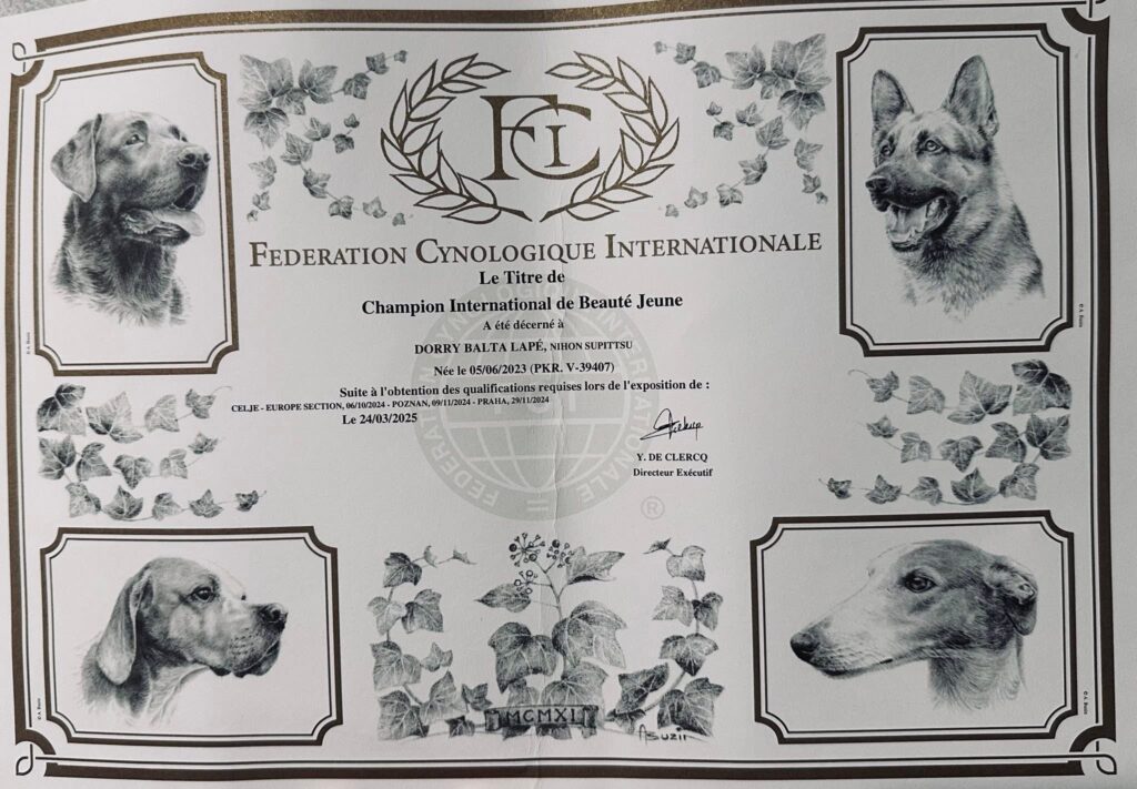 Certyfikat FCI Champion International de Beauté Jeune C.I.B.-J suki Dorry z hodowli szpica japońskiego Byakko Kitsune