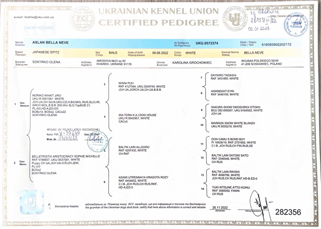 Rodowód PKR Aslan Bella Neve - szpic japoński FCI, PKR.V-37649, reproduktor hodowli Byakko Kitsune