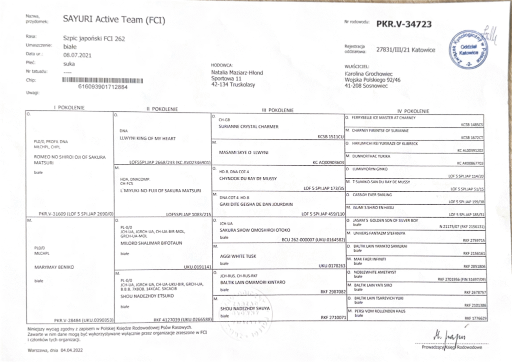 Rodowód PKR Sayuri Active Team - szpic japoński FCI, PKR.V-34723, hodowla Byakko Kitsune