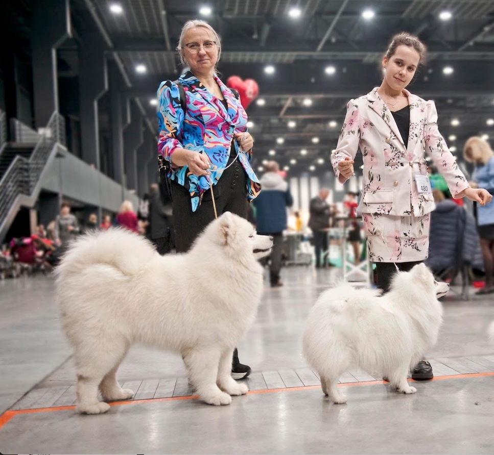 szpic japoński a samoyed - porównanie ras