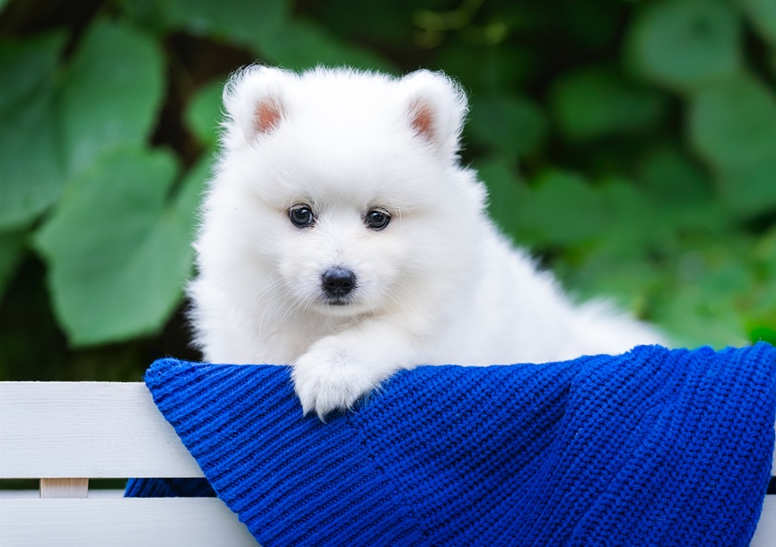 Daiko Aria Byakko Kitsune - szczeniak szpic japoński FCI w niebieskim swetrze Byakko Kitsune