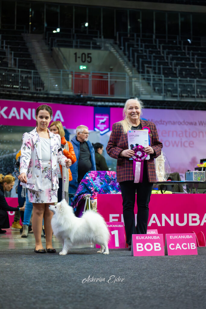Pies hodowli Byakko Kitsune FCI z tytułem BOB - Najlepszy w Rasie podczas wystawy CACIB