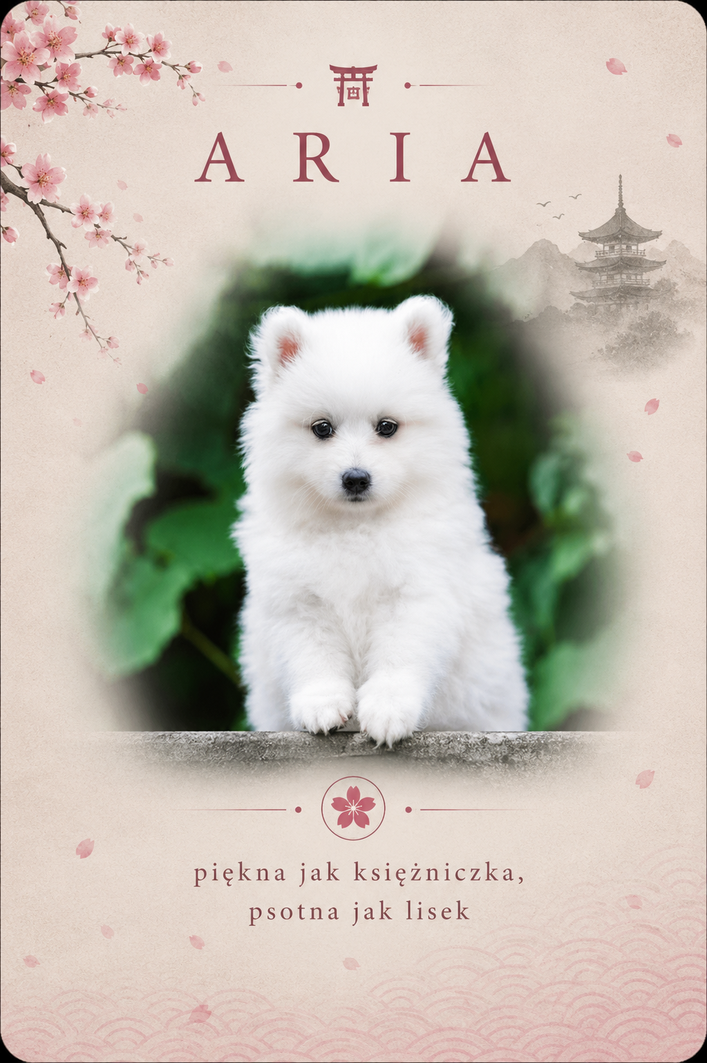Daiko Aria Byakko Kitsune — szpic japoński, najmłodsza suka hodowlana, córka Aslana i Dorry