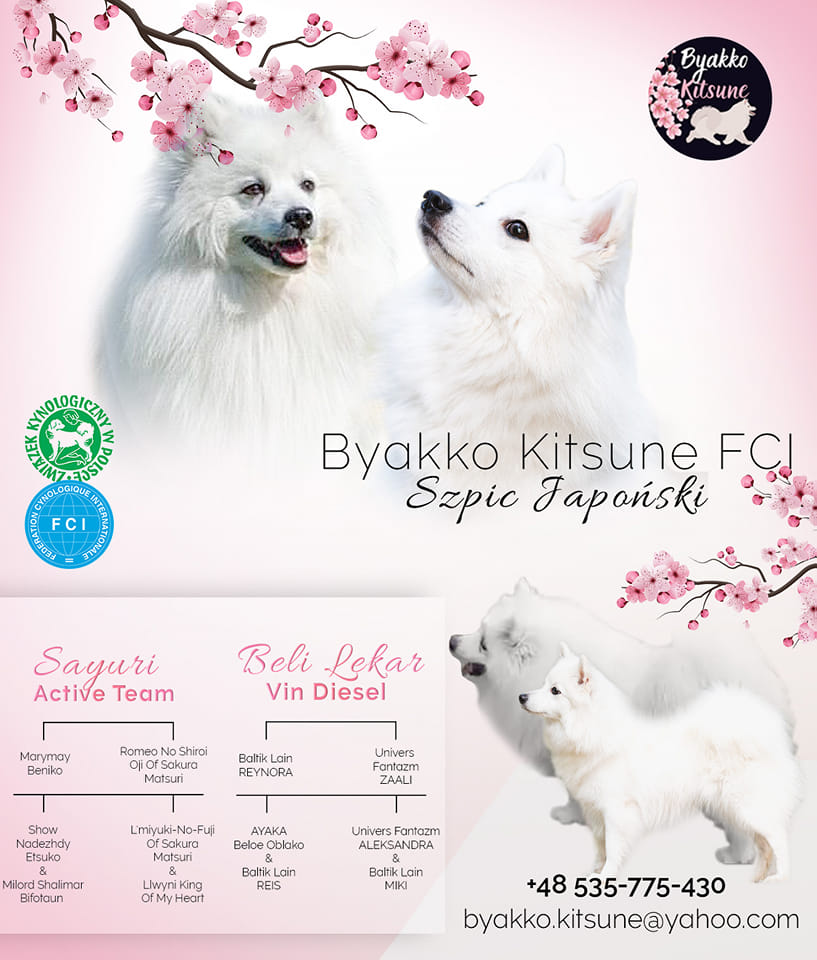 Miot A - szpic japoński, Sayuri Active Team × Beli Lekar Vin Diesel, międzynarodowa linia, hodowla Byakko Kitsune FCI 2023