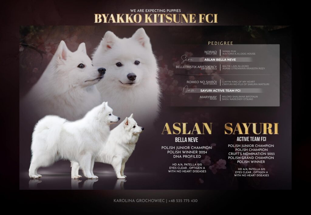 Miot B - szpic japoński FCI, Sayuri Active Team × Aslan Bella Neve, hodowla Byakko Kitsune