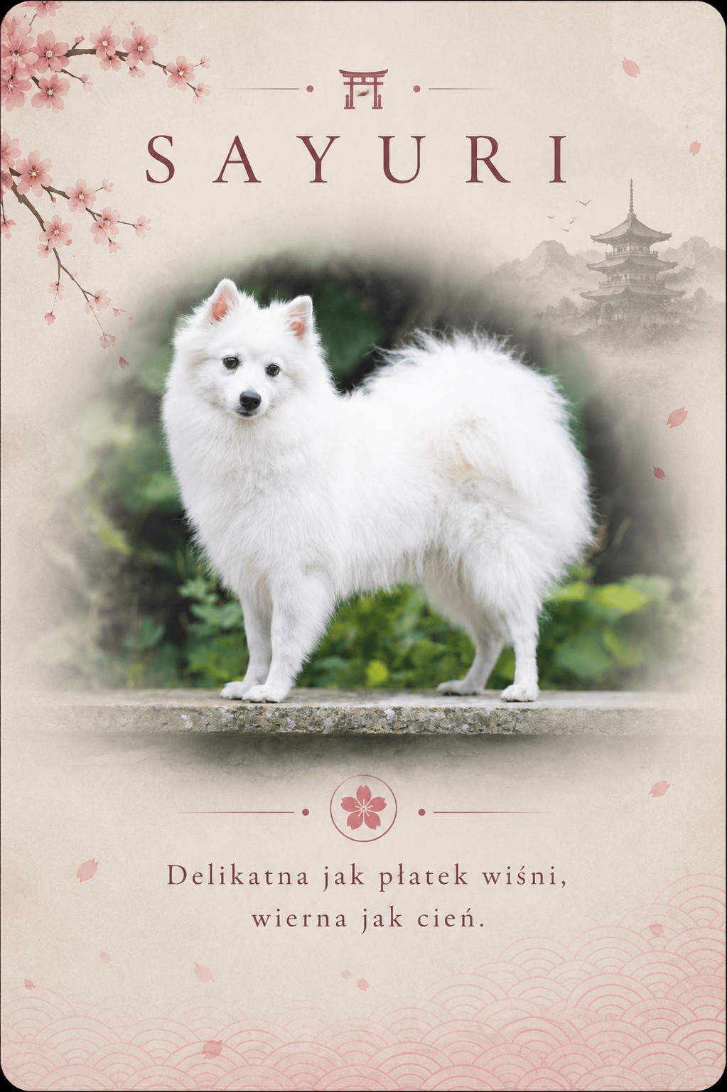 Sayuri Active Team — szpic japoński, suka hodowlana Byakko Kitsune FCI, matka miotów A, B, C i E