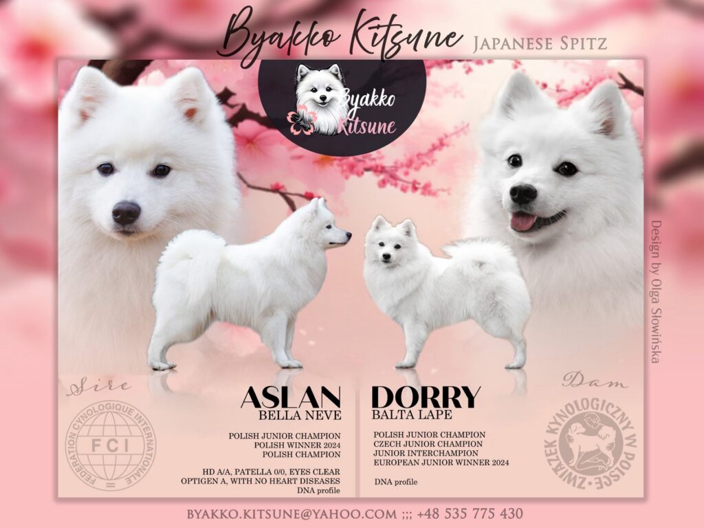 Miot D - szpic japoński FCI, Dorry Balta Lape × Aslan Bella Neve, hodowla Byakko Kitsune