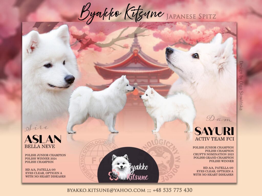 Miot C - szpic japoński FCI, Sayuri Active Team × Aslan Bella Neve, hodowla Byakko Kitsune
