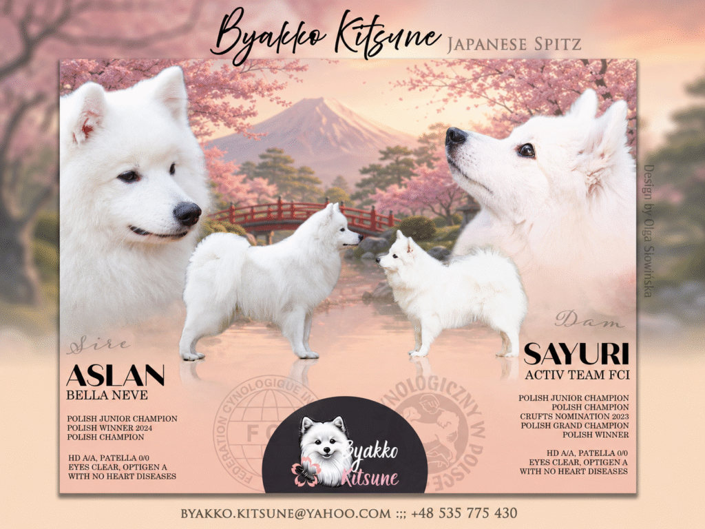 Miot E - szpic japoński FCI, Sayuri Active Team × Aslan Bella Neve, hodowla Byakko Kitsune