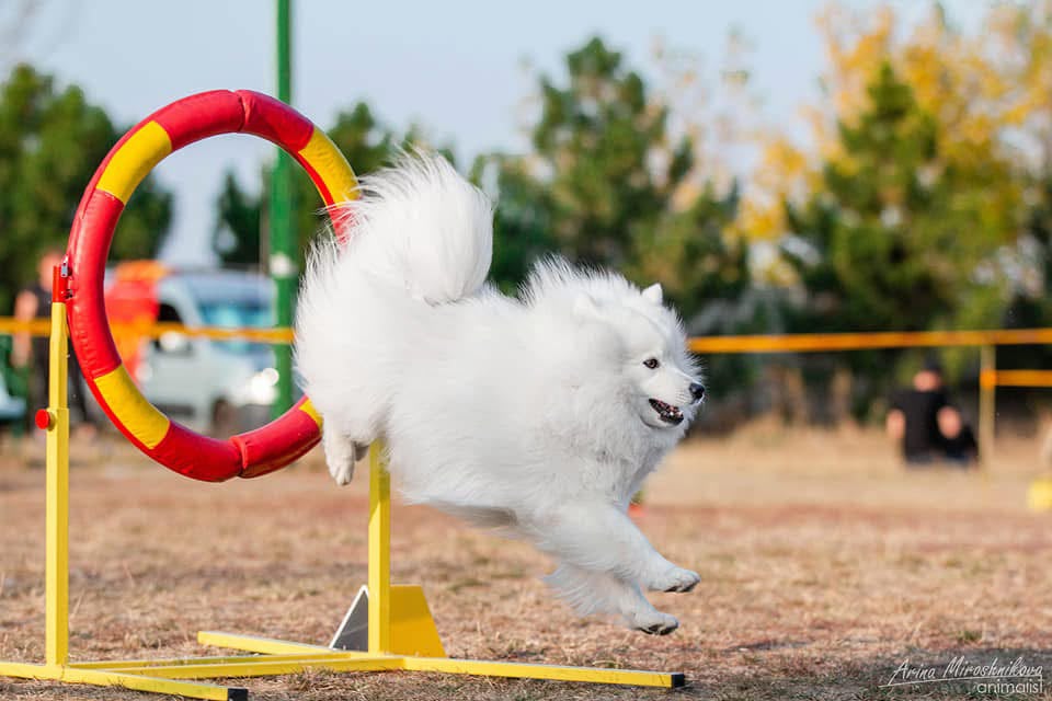 Szpic japoński podczas agility.