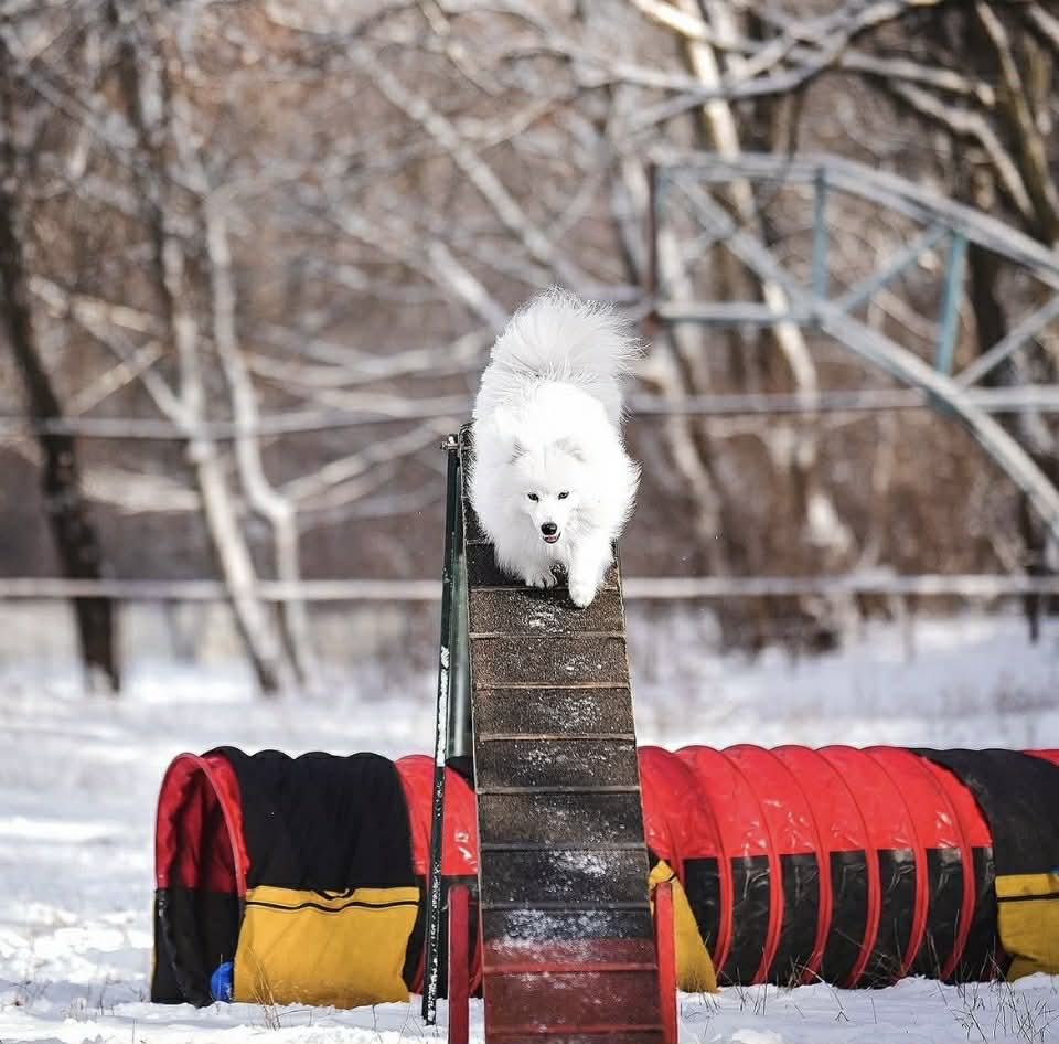Szpic japoński zbiegający z równi agility w zimowej scenerii