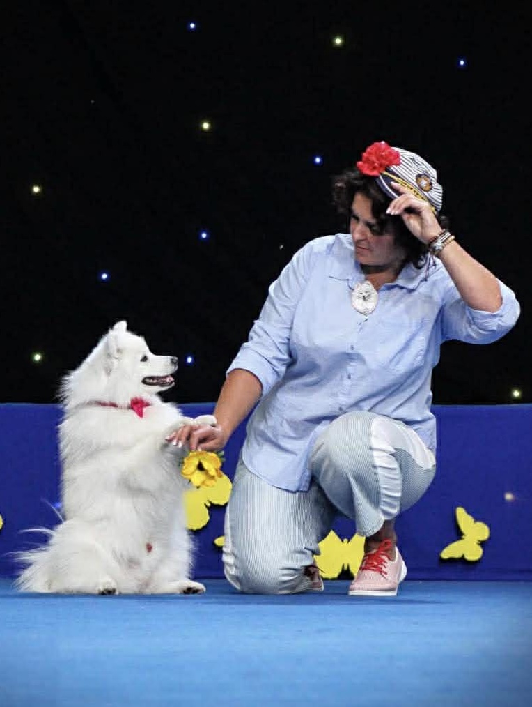 Szpic japoński podczas występu dog dancing z przewodniczką