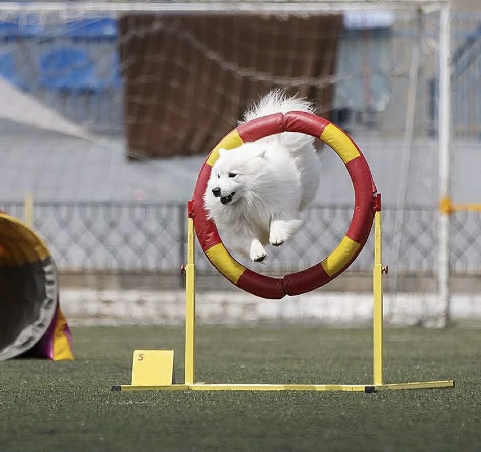 Szpic japoński w skoku przez koło na torze agility