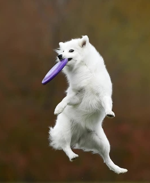 Szpic japoński łapiący frisbee w wyskoku