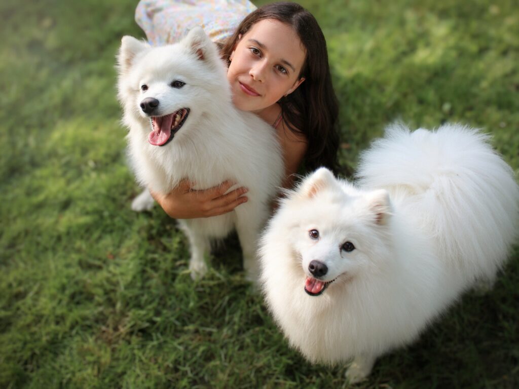 Dorosły szpic japoński o białej szacie - hodowla Byakko Kitsune