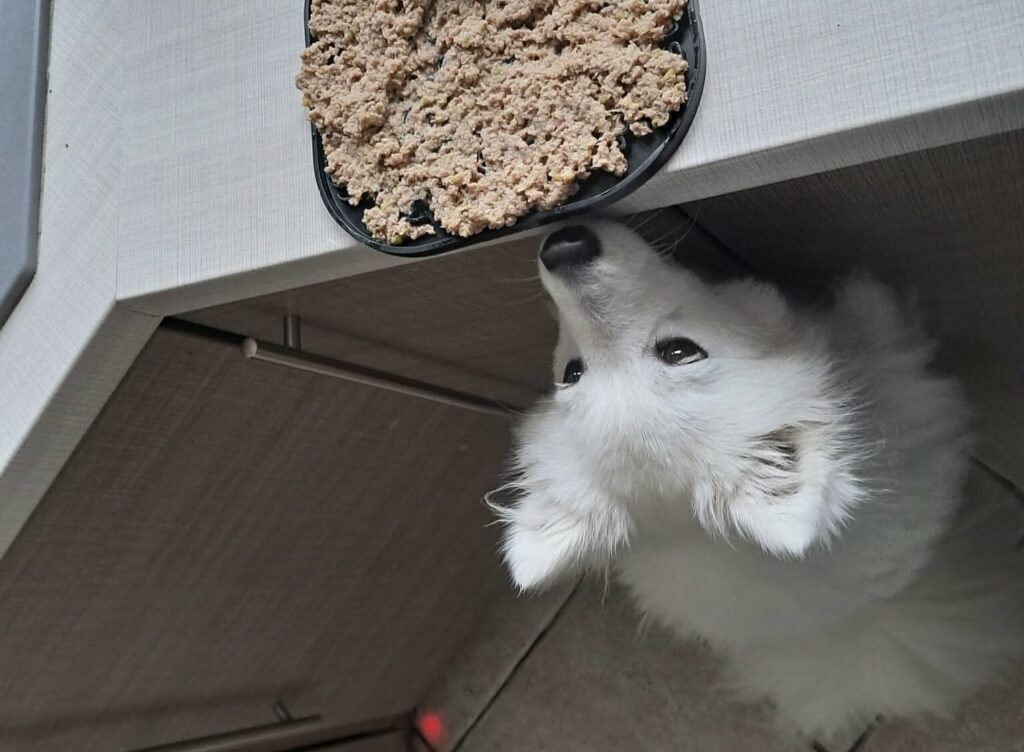 Dieta BARF dla szpica japońskigo