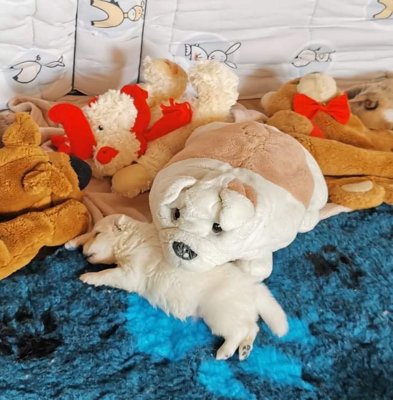 Dwutygodniowy szczeniak szpica japońskiego, biała suczka Sayuri, na niebieskim kocyku
