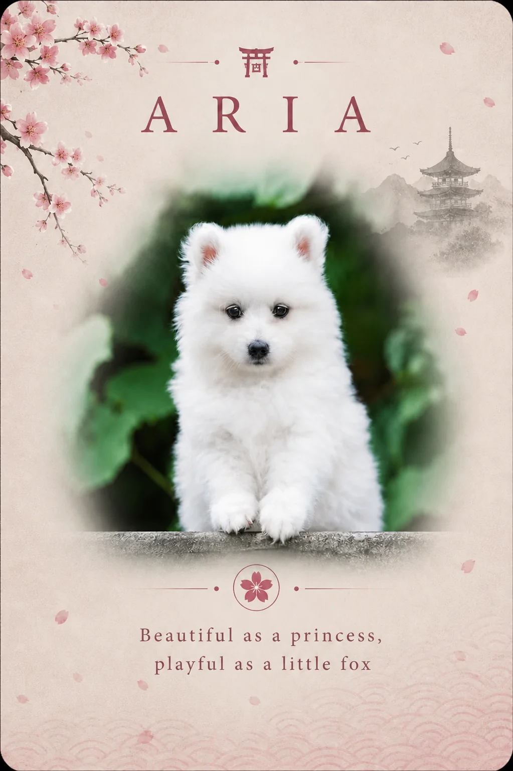 Daiko Aria Byakko Kitsune — japanese spitz, the youngest bitch breeding mare, daughter of Aslan and Dorry