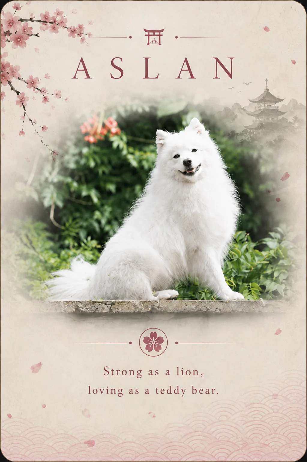 Aslan Bella Neve — japanese spitz, male, stud dog, byakko kitsune fci, sire, litters, B, C, D and E