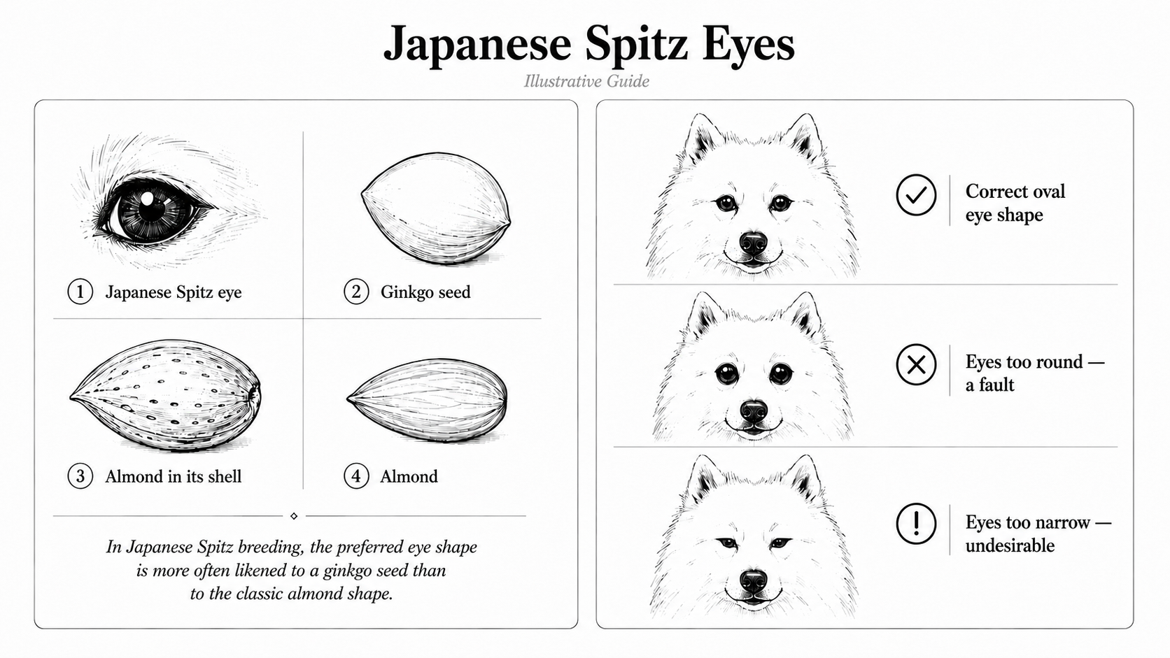 An illustrative guide to Japanese Spitz eye shape, comparing the correct oval form, resembling a ginkgo seed, with eyes that are too round or too narrow